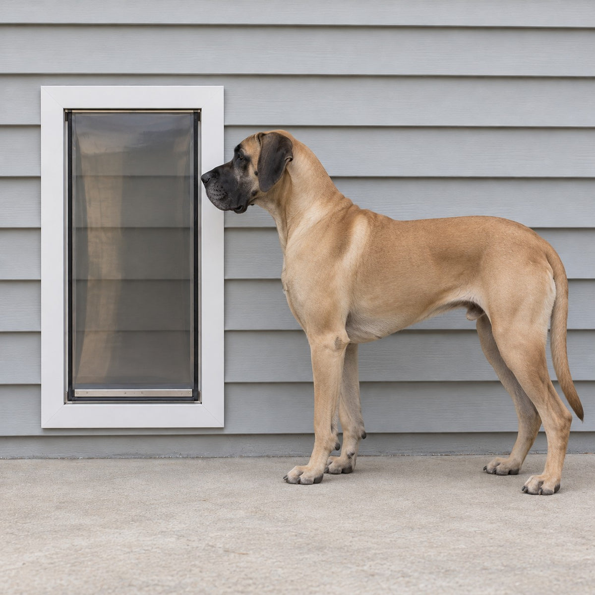 Illustration: Great Dane, 30 in at the shoulder, next to the Giant wall dog door