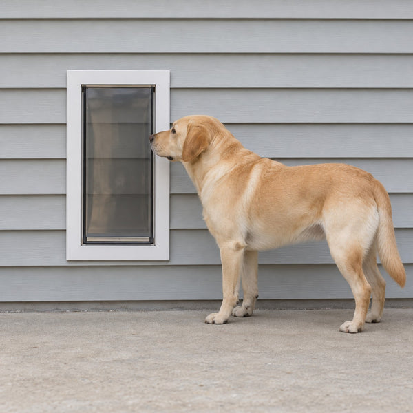 Illustration: Labrador, 23 in at the shoulder, next to a Tall Large wall dog door